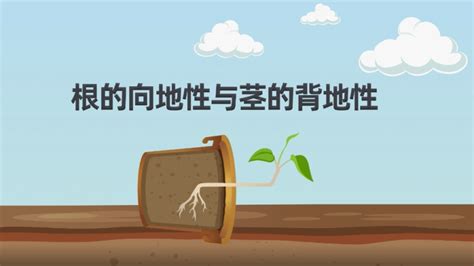 向地|冷知识 为什么植物的根总是向下长，而茎总是向上长